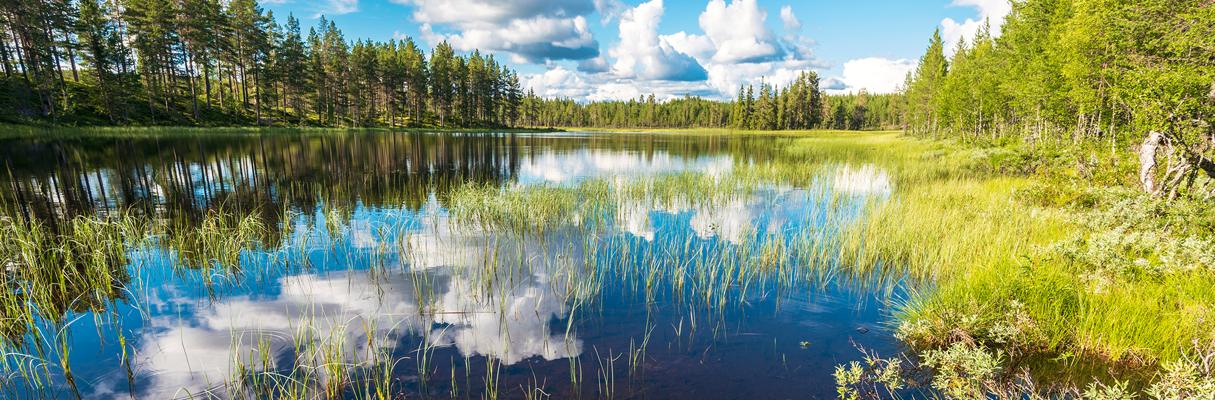 Våtmarker och juridiken